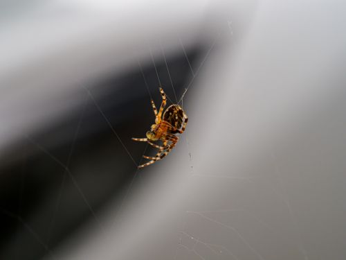 Free Detailed close-up of a European garden spider (Araneus diadematus) on its web. Stock Photo