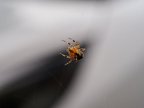 Gratis lagerfoto af araneus diadematus, dybde, dyr