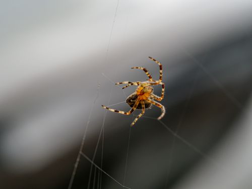 Free Macro shot of an Araneus diadematus spider on its web, showcasing intricate details and shallow focus. Stock Photo