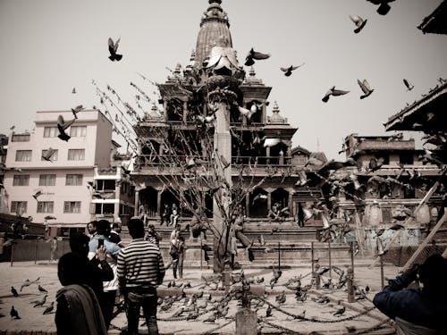 Free stock photo of flying, temple