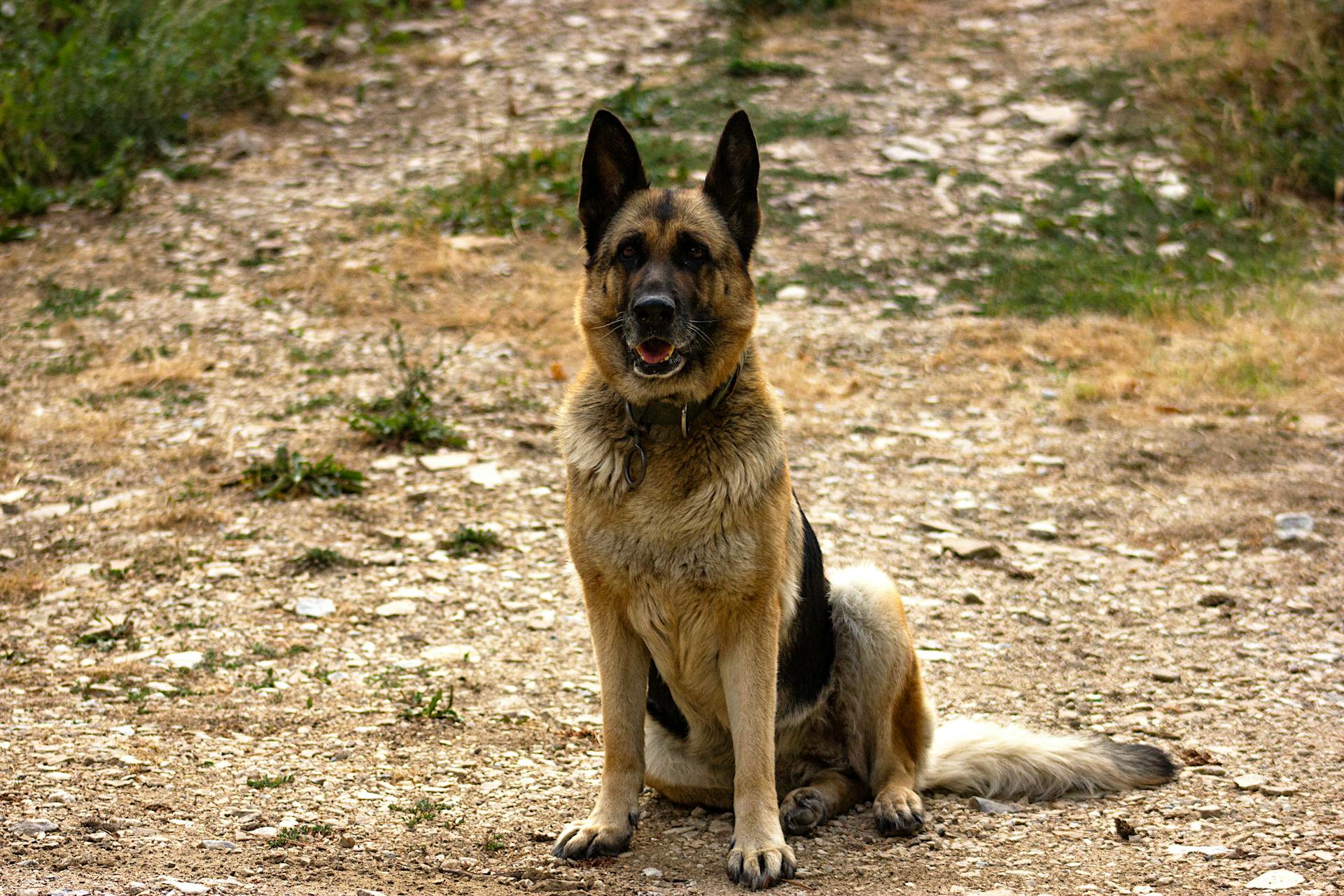 A German Shepherd Sitting