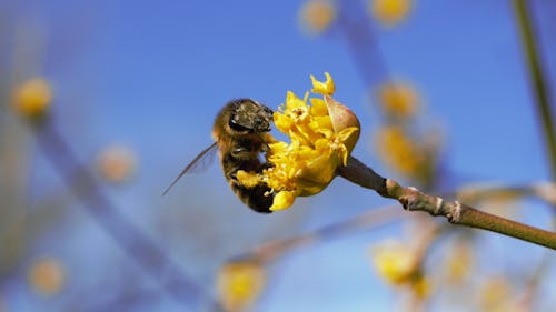 Free stock photo of bee, flower, macro