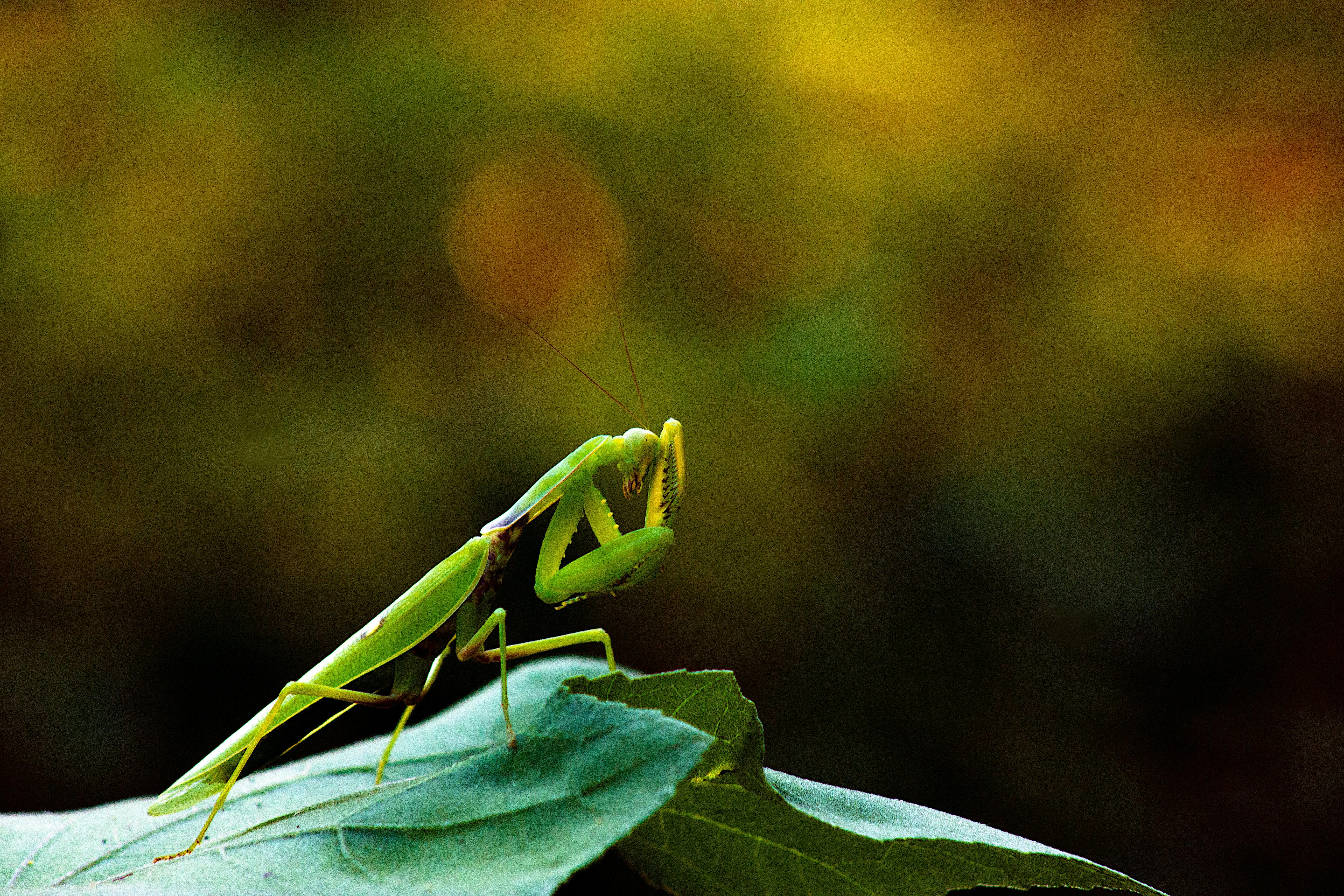 Praying Mantis Wallpaper HD 77833 - Baltana