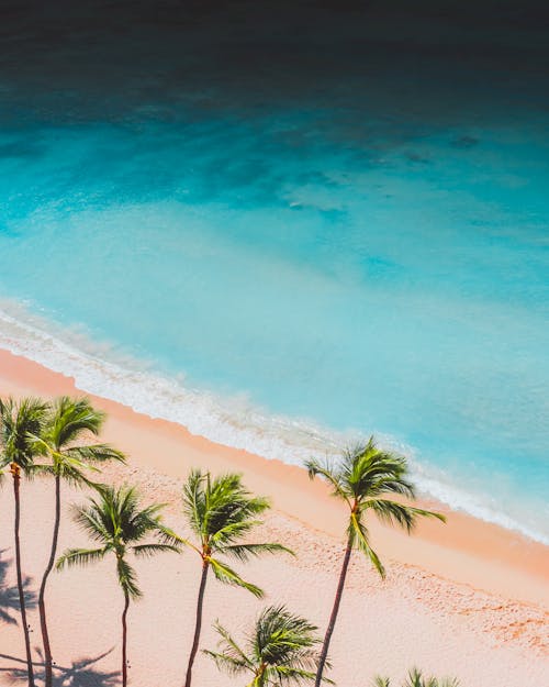 Aerial View of Coconut Trees on the Beach