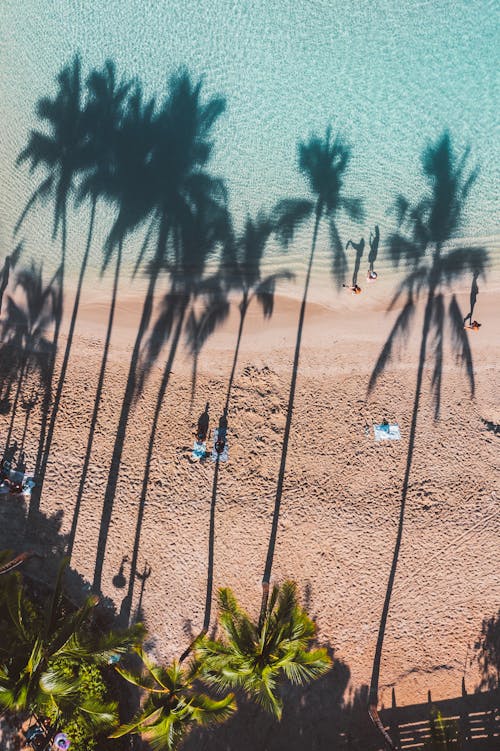 Pastel Blue Sea, Sandy Beach and Long Palm Tree Shadows