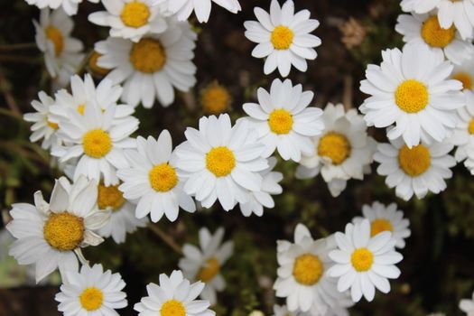 A vibrant cluster of fresh daisies showcasing bright white petals and yellow centers, perfect for a nature-themed background.