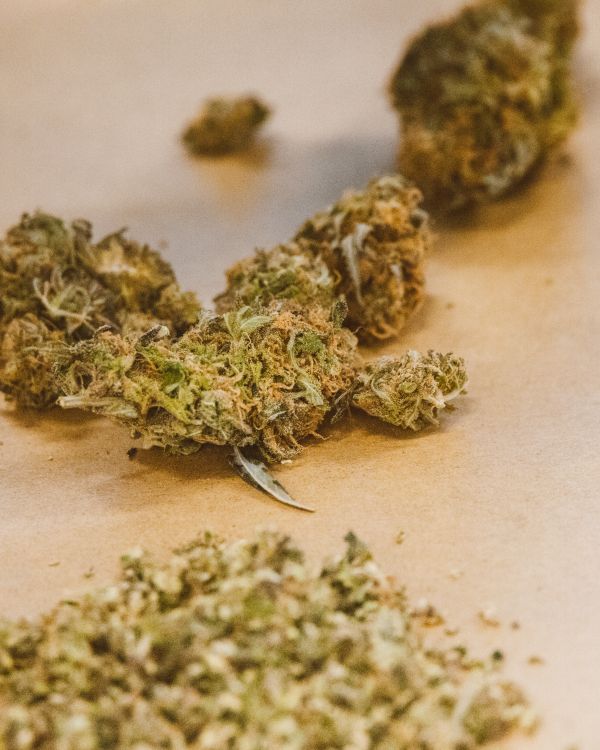 Macro fotografía de cannabis medicinal para análisis de trazabilidad