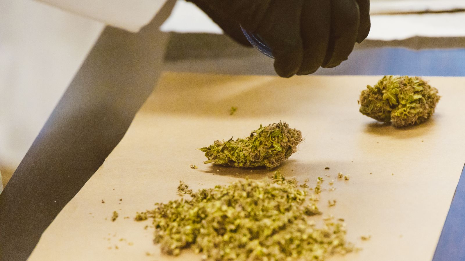 Close-up of cannabis buds being prepared with care on lab paper.