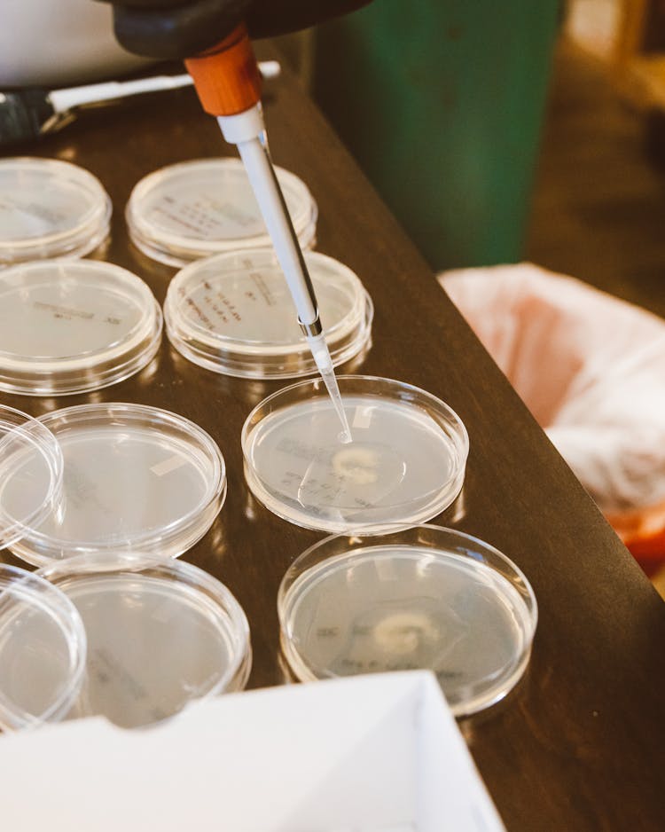 Close Up Of Pouring Liquid To Petri Dishes