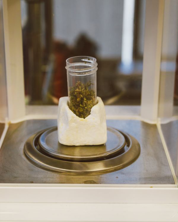 Cannabis medicinal en tubo de laboratorio sobre balanza de precisión