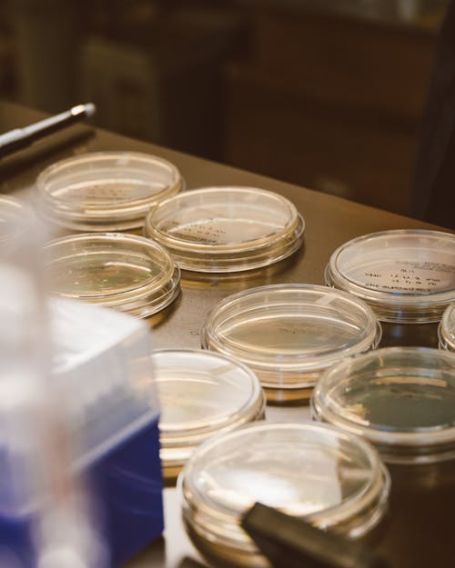 Clear Agar Plates with Specimens on Wooden Table