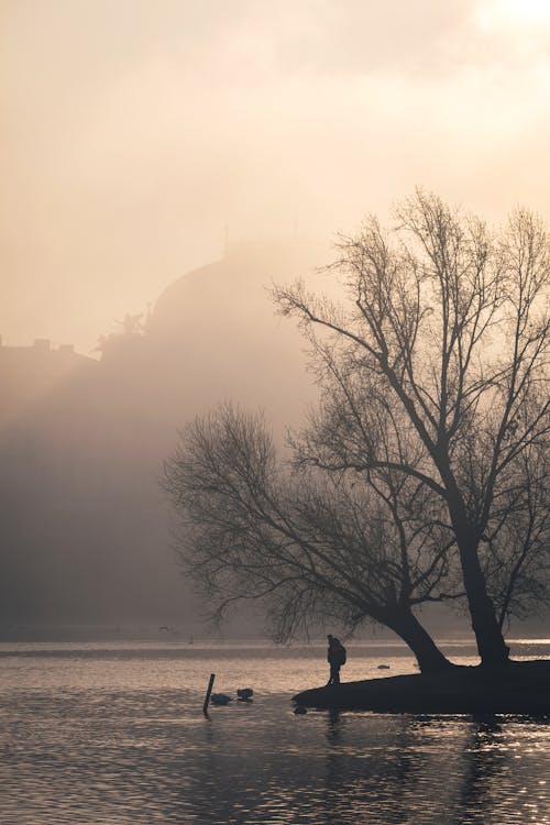 Základová fotografie zdarma na téma bezlistý strom, holý strom, jezero