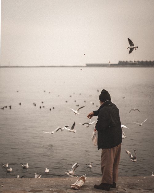Free A person feeding seagulls at the seaside on a cloudy day. Stock Photo