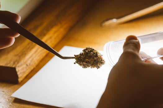 Detailed image of cannabis buds held with tweezers in a warm setting.