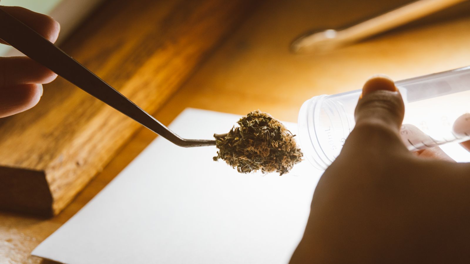 Detailed image of cannabis buds held with tweezers in a warm setting.