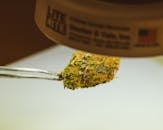 A Cannabis Kush under a Spotlight