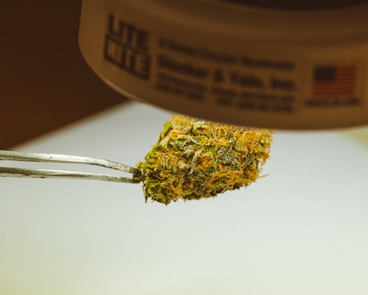 A Cannabis Kush Under A Spotlight