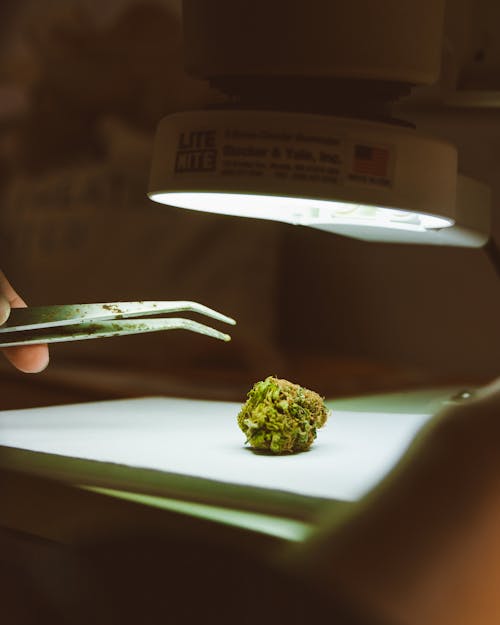 Marijuana Bud under Microscope, and Tweezers