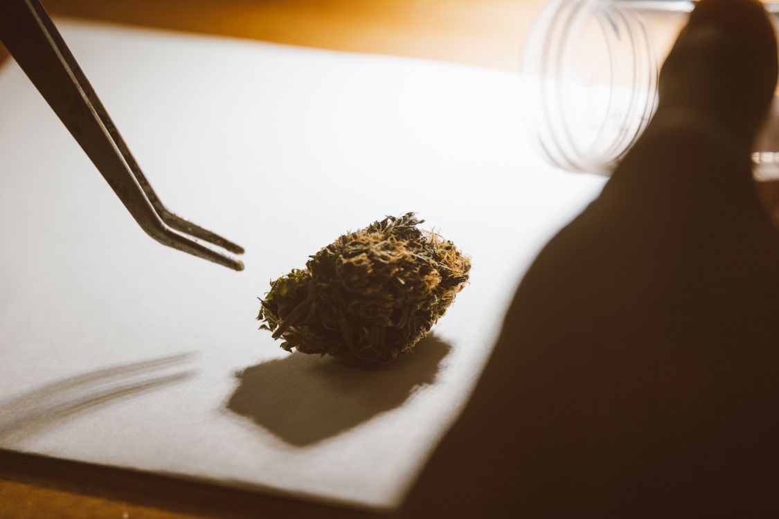 Pinzas sobre planta de cannabis en proceso de control de calidad