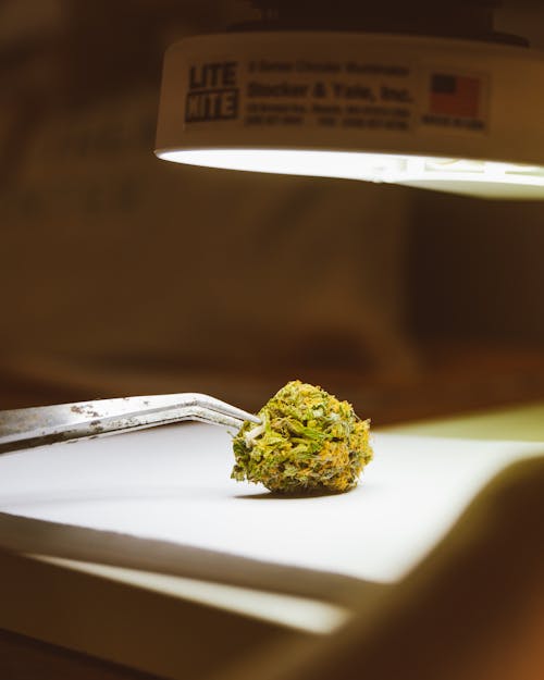 Kostenloses Stock Foto zu cannabis, dopen, gras