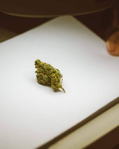 Beige Toned Photograph of a Marijuana Bud on White Background