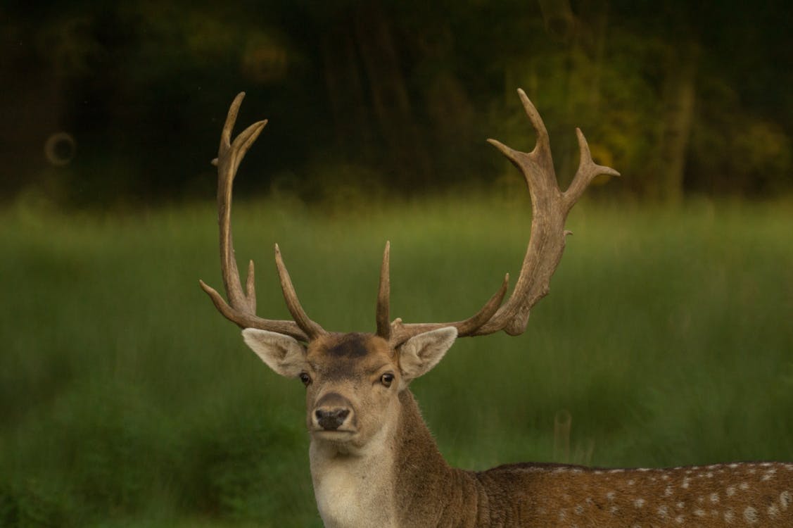 Free Brown Deer Stock Photo