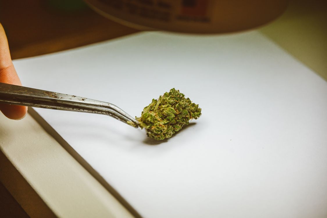 Persona manejando cannabis con pinzas en entorno profesional