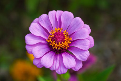 Free Close-Up Shot of a Purple Zinnia in Bloom Stock Photo