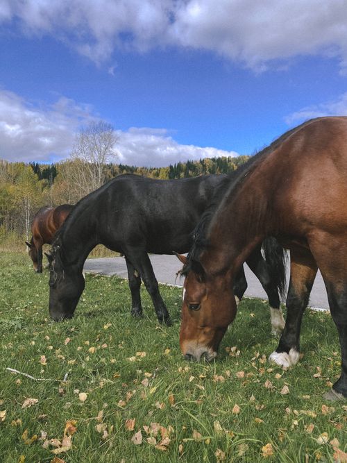 Free Three horses grazing peacefully in a scenic meadow with a clear blue sky in Sochi, Russia. Stock Photo