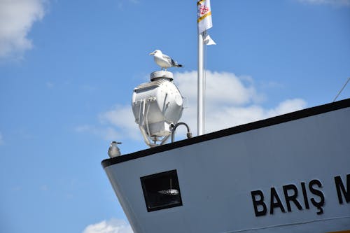 Free stock photo of decks, seagull, ship