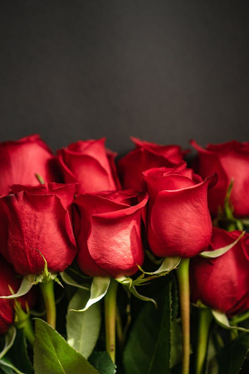 Close-Up Shot of Red Roses