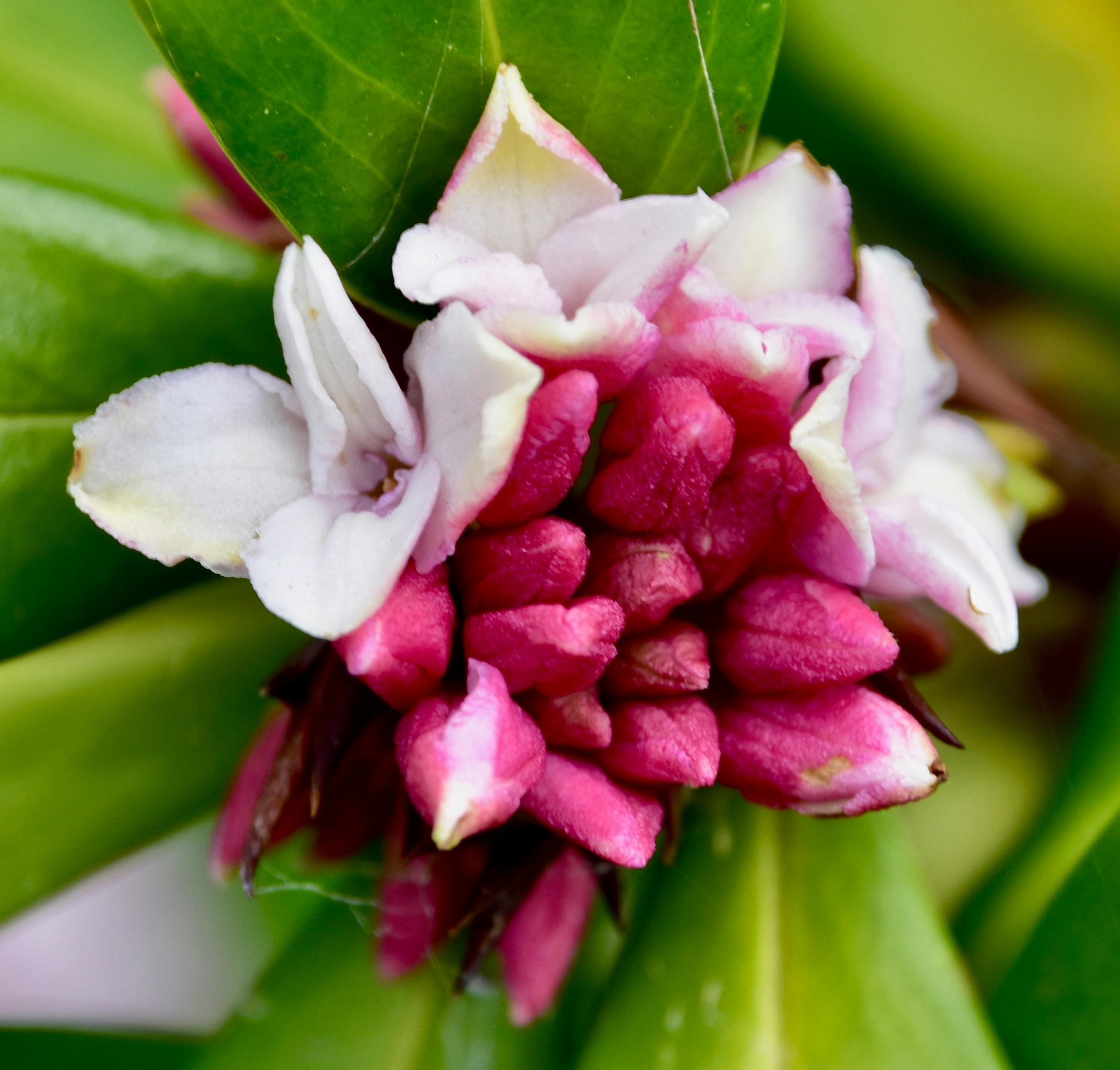 ダフネ ダフネオドラ 花の無料の写真素材