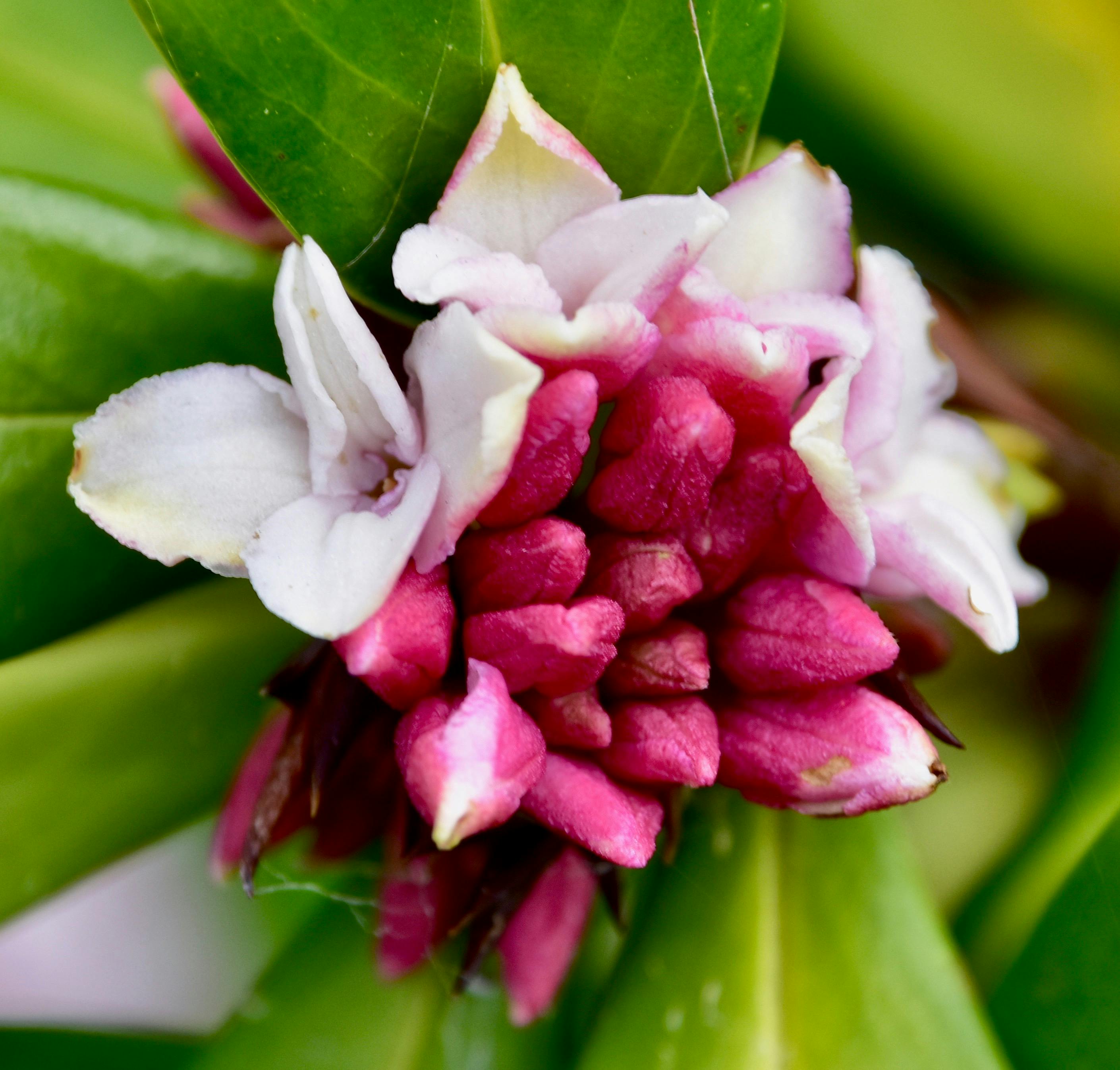 Free stock photo of daphne, daphne odora, flower