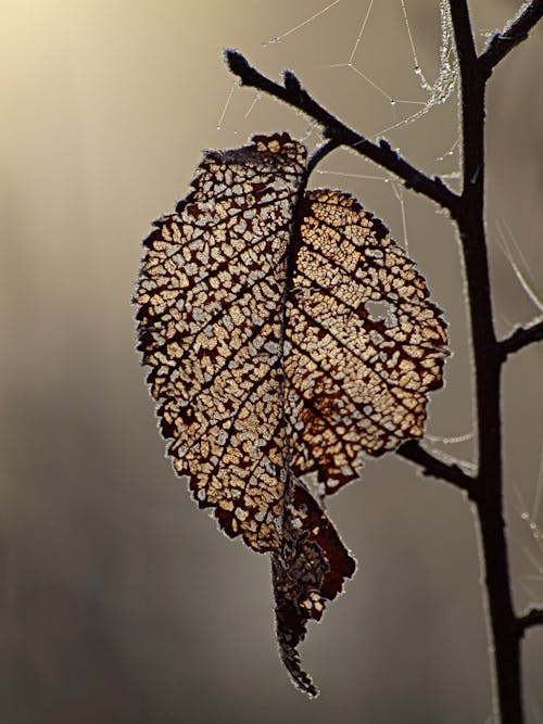 Dry Leaf on a Stem