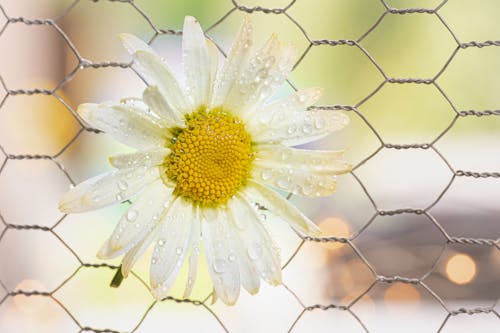 Macro Shot of a White Daisy Flower with Water Droplets