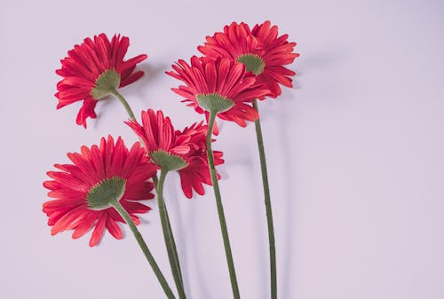 Free Close-Up Photo of Red Artificial Flowers Stock Photo