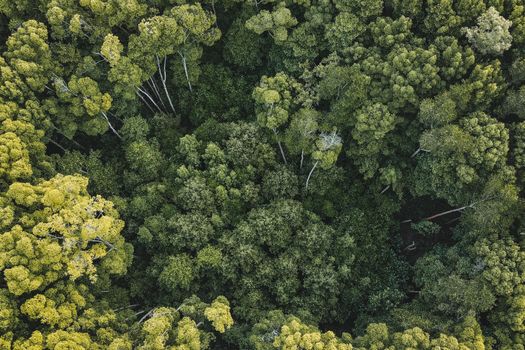 Aerial view of dense forest canopy in Chukai, Terengganu, showcasing vibrant greenery and natural beauty.