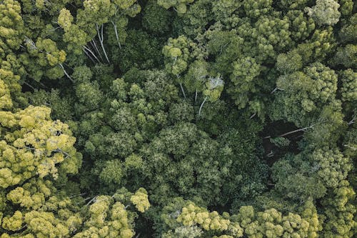 Ingyenes stockfotó drónfelvétel, drónfotózás, erdő témában
