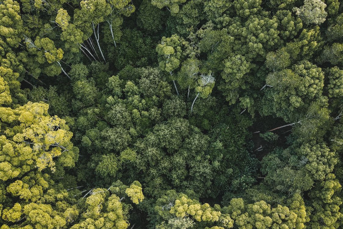 Aerial View of Trees in the Forest · Free Stock Photo
