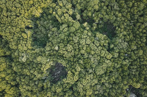 Aerial View of Green Trees in the Forest