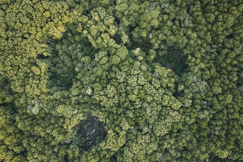 Foto stok gratis hijau, hutan, kilang