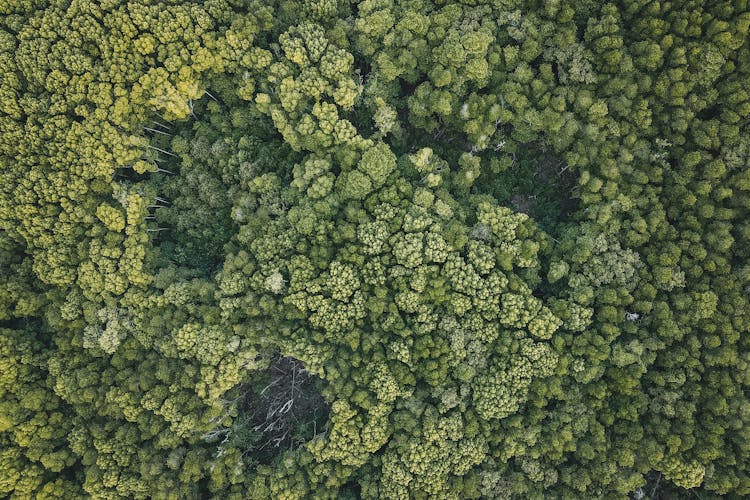 Aerial Footage Of A Green Forest