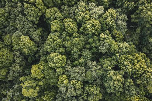 Free Detailed aerial view of lush green rainforest canopy in Malaysia, showcasing vibrant nature. Stock Photo