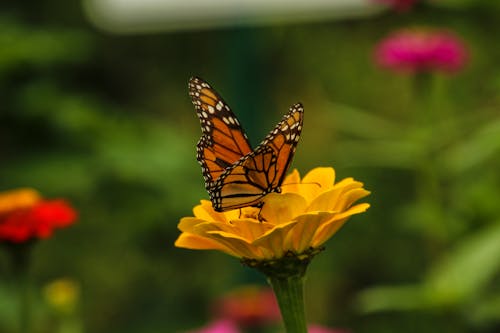 A Monarch Butterfly Perched on Yellow Flower 