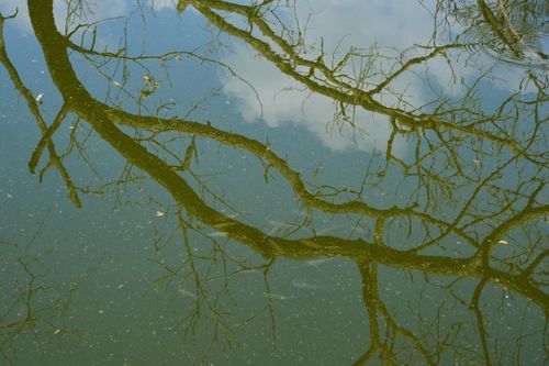Free A peaceful reflection of tree branches on calm water, capturing nature's tranquility and beauty. Stock Photo