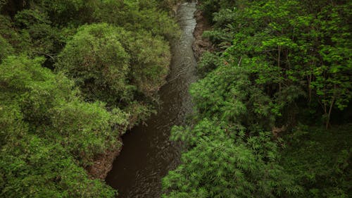 Free stock photo of forest river