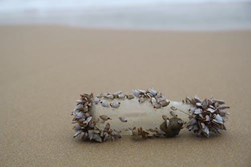 Free Close-Up Shot of a Bottle with Seashells on the Beach Stock Photo