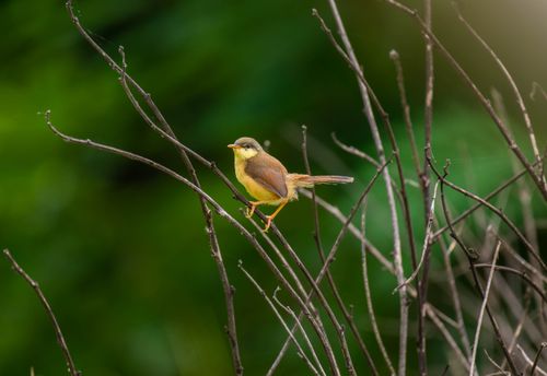 Free An Ashy Prinia bird perched delicately on a branch with a vibrant green blurred background. Stock Photo