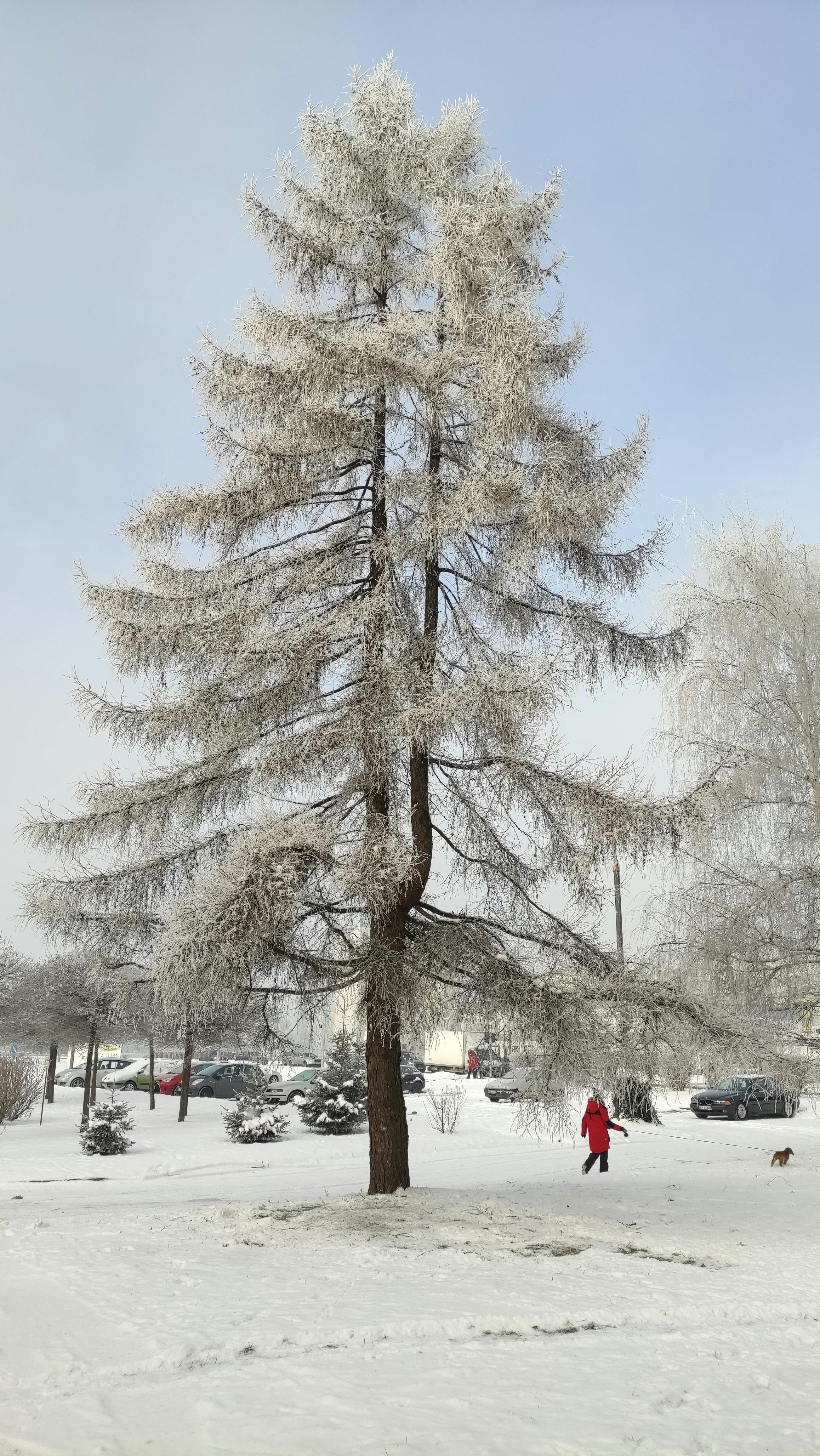 A picturesque winter park scene in Płock, Poland with a tall snow-covered tree and people walking.