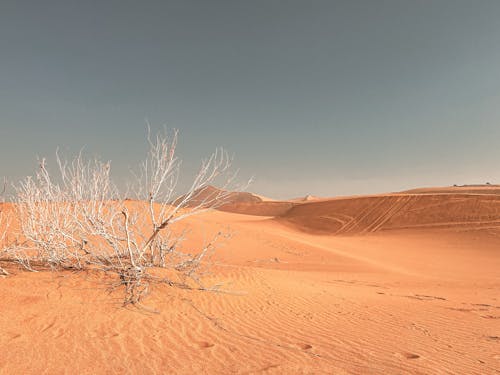 bezplatná Základová fotografie zdarma na téma bezlistý, duna, horko Základová fotografie